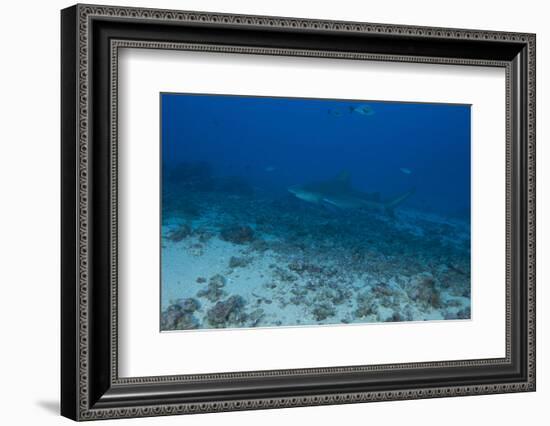 A Large Bull Shark at the Bistro Dive Site in Fiji-Stocktrek Images-Framed Photographic Print