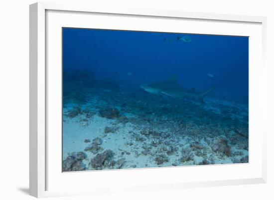 A Large Bull Shark at the Bistro Dive Site in Fiji-Stocktrek Images-Framed Photographic Print