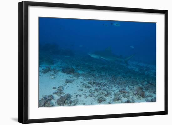 A Large Bull Shark at the Bistro Dive Site in Fiji-Stocktrek Images-Framed Photographic Print