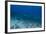 A Large Bull Shark at the Bistro Dive Site in Fiji-Stocktrek Images-Framed Photographic Print