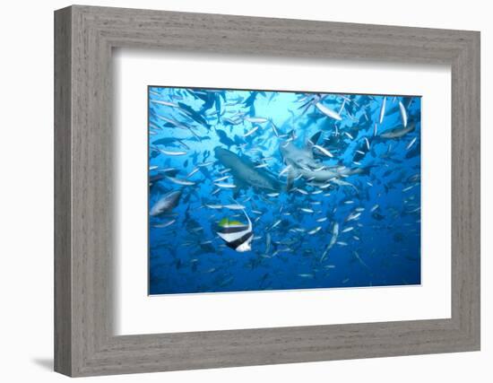 A Large Bull Shark at the Bistro Dive Site in Fiji-Stocktrek Images-Framed Photographic Print