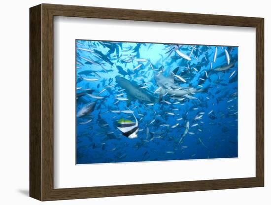 A Large Bull Shark at the Bistro Dive Site in Fiji-Stocktrek Images-Framed Photographic Print