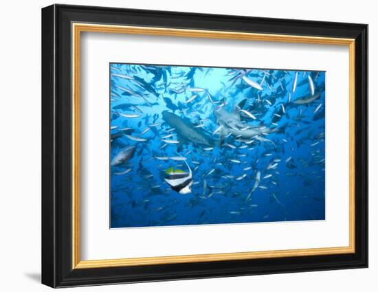 A Large Bull Shark at the Bistro Dive Site in Fiji-Stocktrek Images-Framed Photographic Print