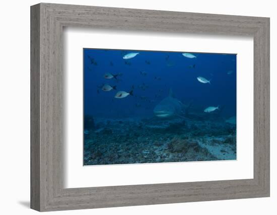 A Large Bull Shark at the Bistro Dive Site in Fiji-Stocktrek Images-Framed Photographic Print