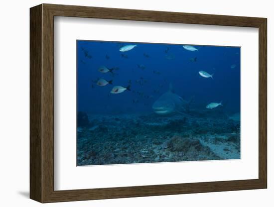 A Large Bull Shark at the Bistro Dive Site in Fiji-Stocktrek Images-Framed Photographic Print