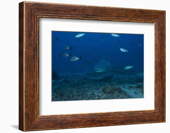 A Large Bull Shark at the Bistro Dive Site in Fiji-Stocktrek Images-Framed Photographic Print