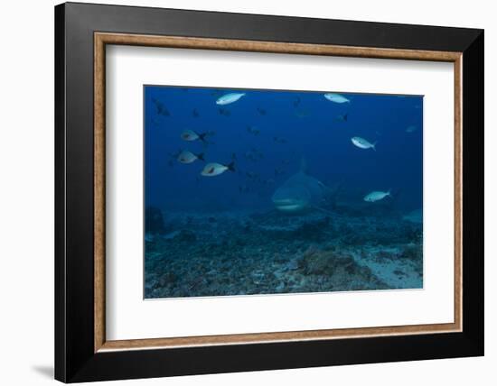 A Large Bull Shark at the Bistro Dive Site in Fiji-Stocktrek Images-Framed Photographic Print