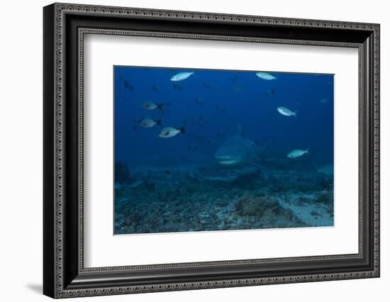 A Large Bull Shark at the Bistro Dive Site in Fiji-Stocktrek Images-Framed Photographic Print