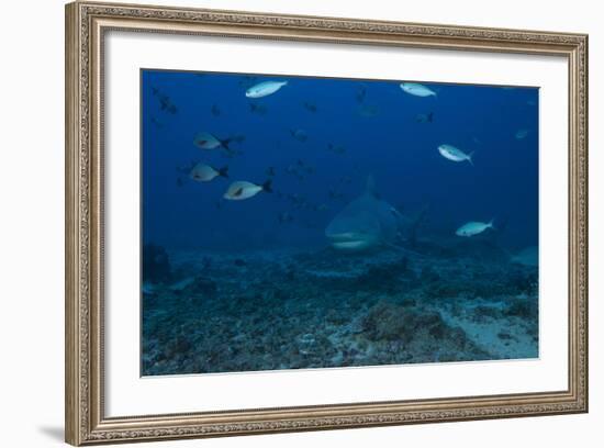 A Large Bull Shark at the Bistro Dive Site in Fiji-Stocktrek Images-Framed Photographic Print