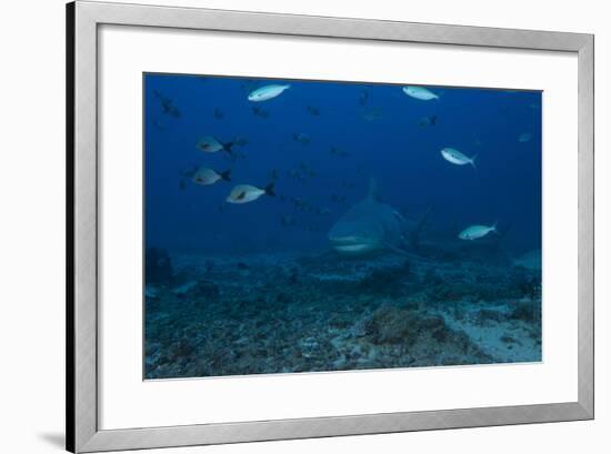 A Large Bull Shark at the Bistro Dive Site in Fiji-Stocktrek Images-Framed Photographic Print