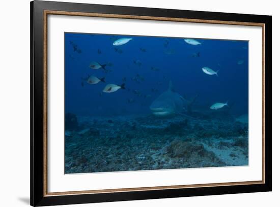 A Large Bull Shark at the Bistro Dive Site in Fiji-Stocktrek Images-Framed Photographic Print