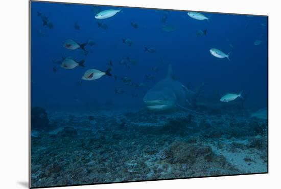 A Large Bull Shark at the Bistro Dive Site in Fiji-Stocktrek Images-Mounted Photographic Print