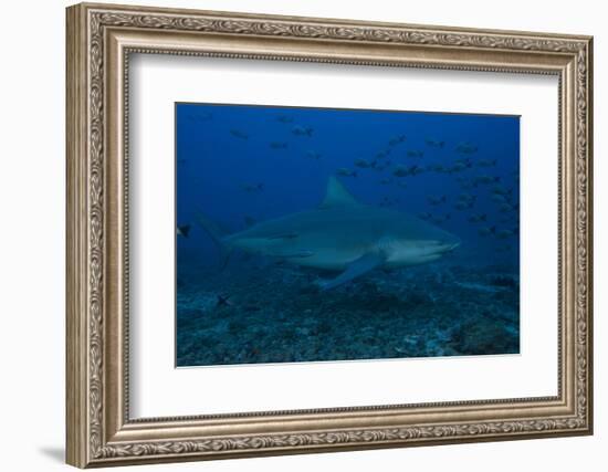 A Large Bull Shark at the Bistro Dive Site in Fiji-Stocktrek Images-Framed Photographic Print