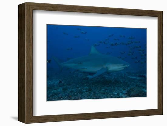 A Large Bull Shark at the Bistro Dive Site in Fiji-Stocktrek Images-Framed Photographic Print