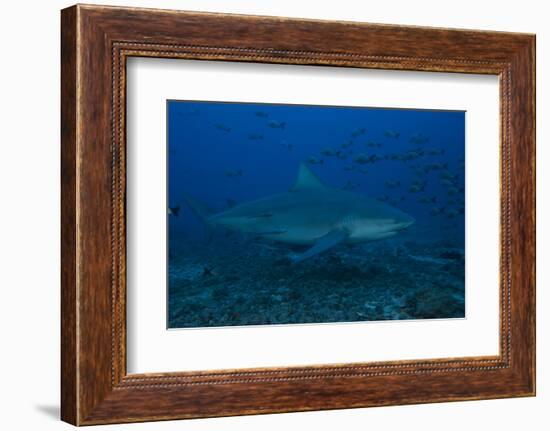 A Large Bull Shark at the Bistro Dive Site in Fiji-Stocktrek Images-Framed Photographic Print