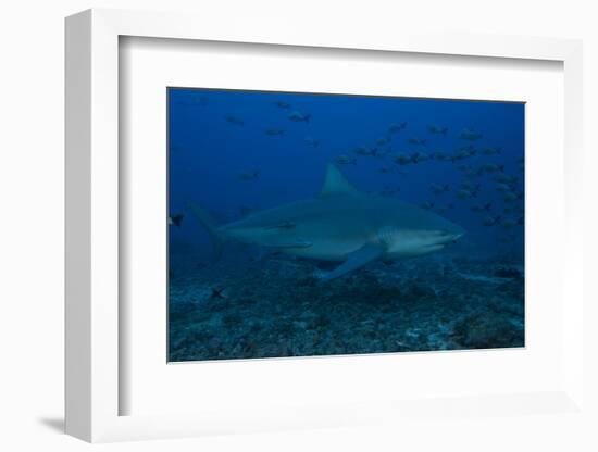 A Large Bull Shark at the Bistro Dive Site in Fiji-Stocktrek Images-Framed Photographic Print