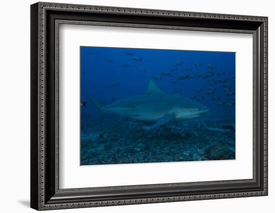 A Large Bull Shark at the Bistro Dive Site in Fiji-Stocktrek Images-Framed Photographic Print