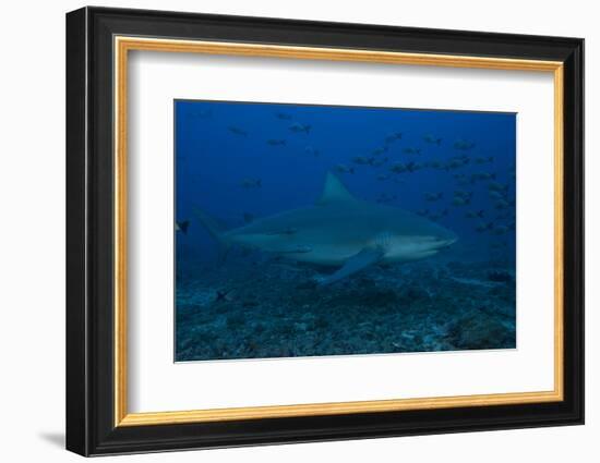 A Large Bull Shark at the Bistro Dive Site in Fiji-Stocktrek Images-Framed Photographic Print