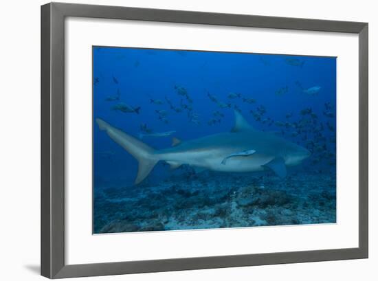 A Large Bull Shark at the Bistro Dive Site in Fiji-Stocktrek Images-Framed Photographic Print