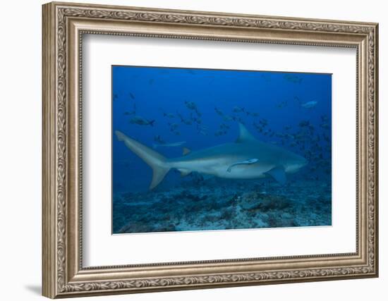 A Large Bull Shark at the Bistro Dive Site in Fiji-Stocktrek Images-Framed Photographic Print