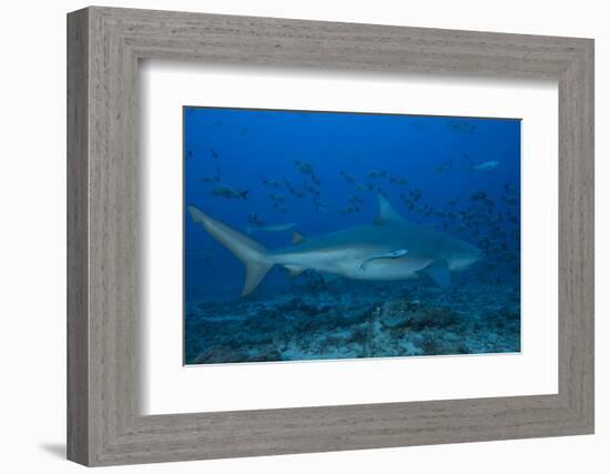 A Large Bull Shark at the Bistro Dive Site in Fiji-Stocktrek Images-Framed Photographic Print