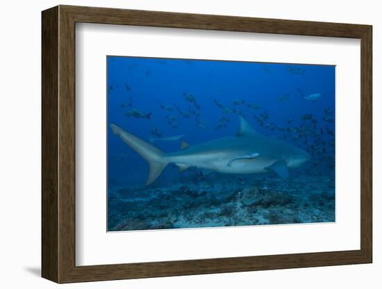 A Large Bull Shark at the Bistro Dive Site in Fiji-Stocktrek Images-Framed Photographic Print