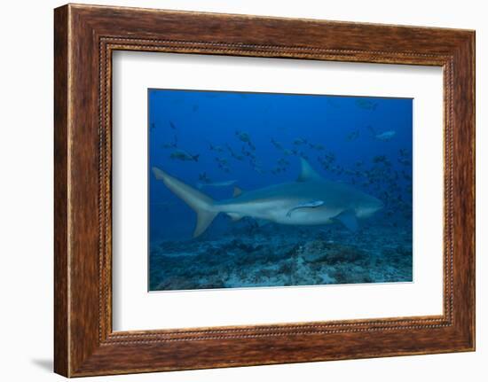 A Large Bull Shark at the Bistro Dive Site in Fiji-Stocktrek Images-Framed Photographic Print