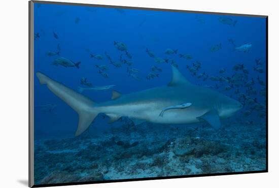 A Large Bull Shark at the Bistro Dive Site in Fiji-Stocktrek Images-Mounted Photographic Print