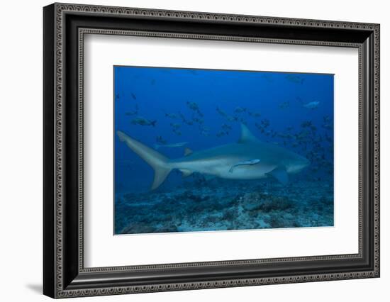 A Large Bull Shark at the Bistro Dive Site in Fiji-Stocktrek Images-Framed Photographic Print