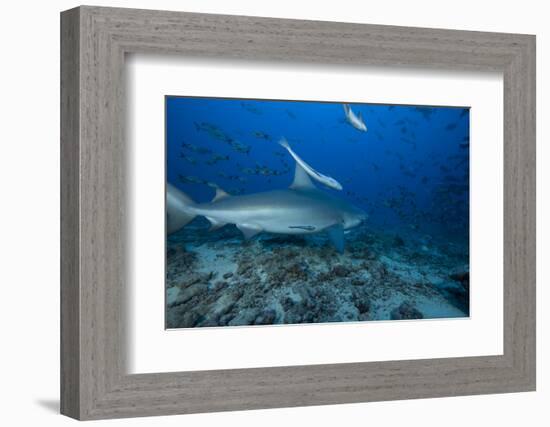 A Large Bull Shark at the Bistro Dive Site in Fiji-Stocktrek Images-Framed Photographic Print