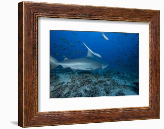 A Large Bull Shark at the Bistro Dive Site in Fiji-Stocktrek Images-Framed Photographic Print