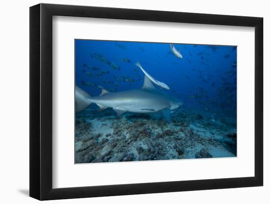 A Large Bull Shark at the Bistro Dive Site in Fiji-Stocktrek Images-Framed Photographic Print