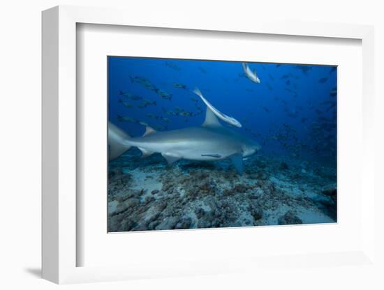 A Large Bull Shark at the Bistro Dive Site in Fiji-Stocktrek Images-Framed Photographic Print