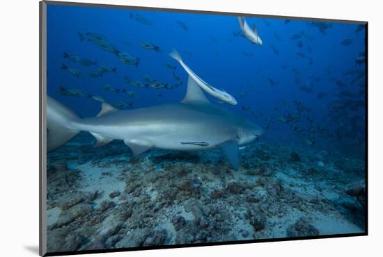 A Large Bull Shark at the Bistro Dive Site in Fiji-Stocktrek Images-Mounted Photographic Print