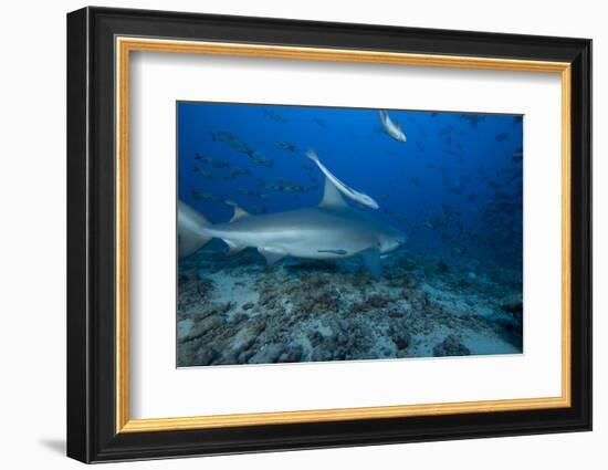 A Large Bull Shark at the Bistro Dive Site in Fiji-Stocktrek Images-Framed Photographic Print