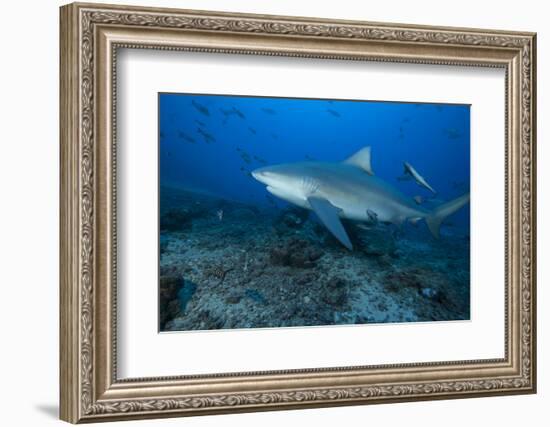 A Large Bull Shark at the Bistro Dive Site in Fiji-Stocktrek Images-Framed Photographic Print