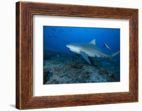 A Large Bull Shark at the Bistro Dive Site in Fiji-Stocktrek Images-Framed Photographic Print