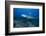 A Large Bull Shark at the Bistro Dive Site in Fiji-Stocktrek Images-Framed Photographic Print