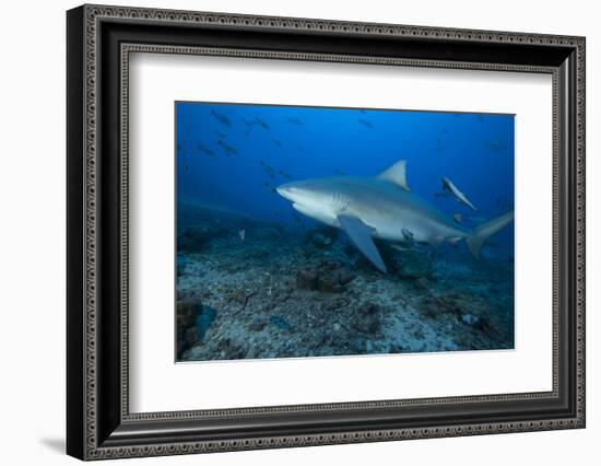 A Large Bull Shark at the Bistro Dive Site in Fiji-Stocktrek Images-Framed Photographic Print