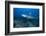 A Large Bull Shark at the Bistro Dive Site in Fiji-Stocktrek Images-Framed Photographic Print