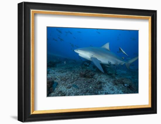 A Large Bull Shark at the Bistro Dive Site in Fiji-Stocktrek Images-Framed Photographic Print