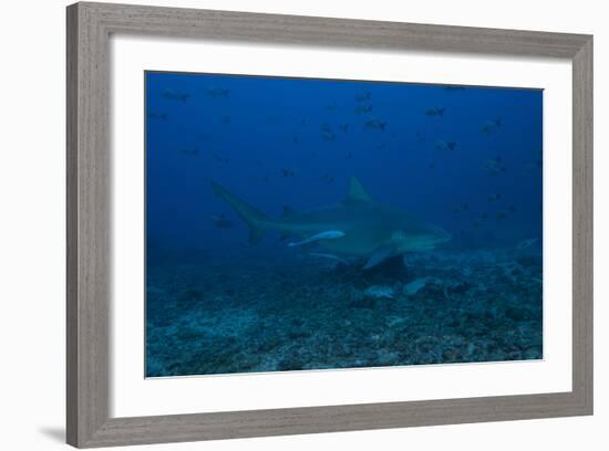 A Large Bull Shark at the Bistro Dive Site in Fiji-Stocktrek Images-Framed Photographic Print