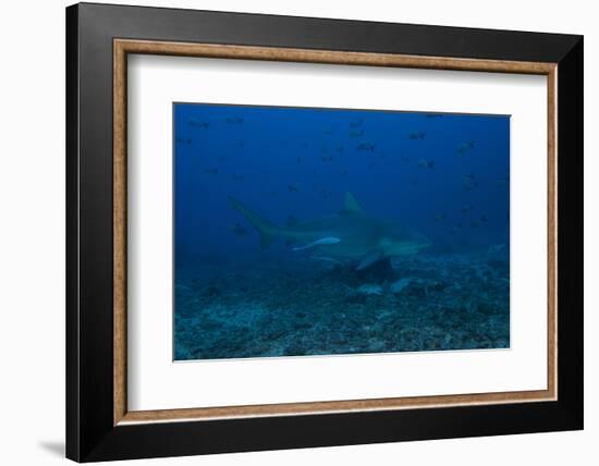 A Large Bull Shark at the Bistro Dive Site in Fiji-Stocktrek Images-Framed Photographic Print