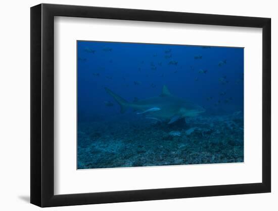 A Large Bull Shark at the Bistro Dive Site in Fiji-Stocktrek Images-Framed Photographic Print