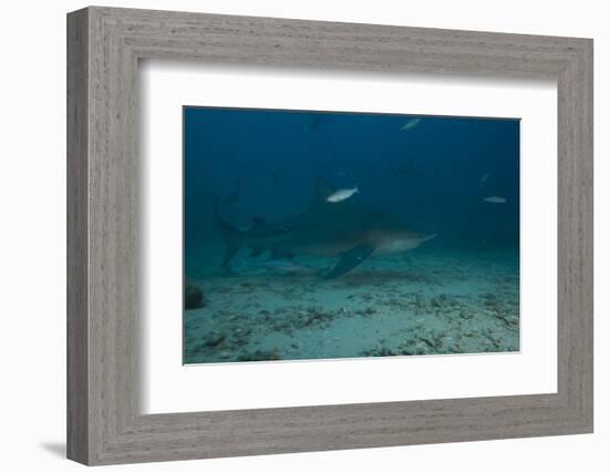 A Large Bull Shark at the Bistro Dive Site in Fiji-Stocktrek Images-Framed Photographic Print