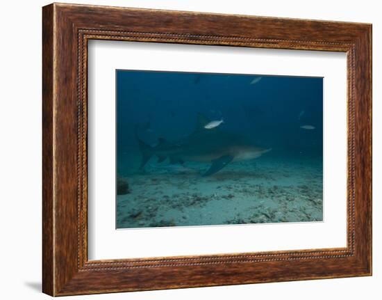 A Large Bull Shark at the Bistro Dive Site in Fiji-Stocktrek Images-Framed Photographic Print