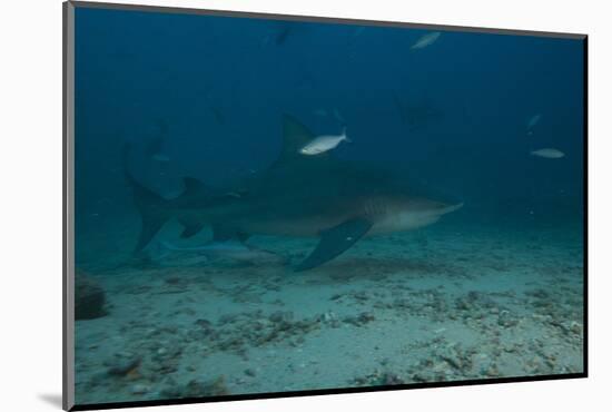 A Large Bull Shark at the Bistro Dive Site in Fiji-Stocktrek Images-Mounted Photographic Print