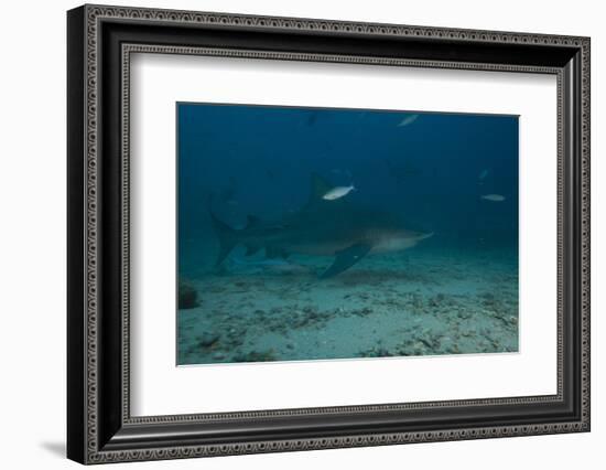 A Large Bull Shark at the Bistro Dive Site in Fiji-Stocktrek Images-Framed Photographic Print