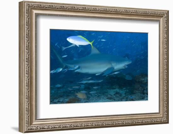 A Large Bull Shark at the Bistro Dive Site in Fiji-Stocktrek Images-Framed Photographic Print