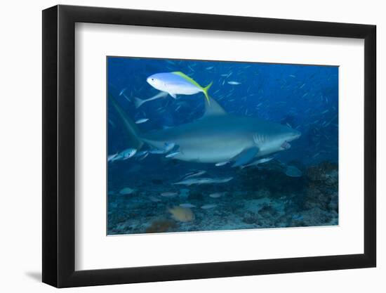 A Large Bull Shark at the Bistro Dive Site in Fiji-Stocktrek Images-Framed Photographic Print